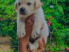 Labrador Puppy