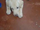 Labrador Puppy