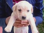 Labrador Puppy