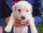 Labrador Puppy