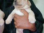 Labrador Puppy
