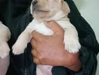 Labrador Puppy