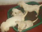 Labrador Puppy