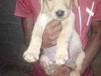 Labrador Puppy