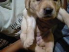 Labrador Puppy