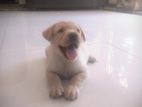 Labrador Puppy