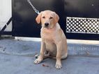 Labrador puppy
