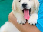 Labrador Puppies