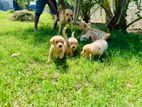 Labrador puppies
