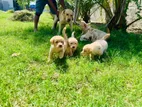 Labrador puppies