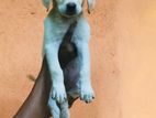 Labrador Puppy