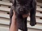 Labrador Puppies