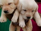 Labrador Puppy