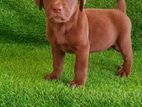 Labrador Puppy