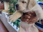 Labrador Puppy