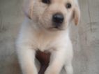 Labrador Puppy