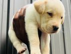 Labrador puppy