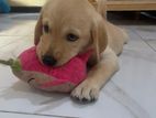 Labrador Puppy