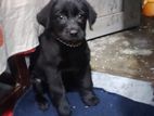 Labrador Puppy