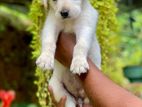 Labrador Puppies