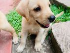 Labrador Puppy