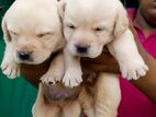 Labrador Puppy