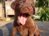 Labrador Puppy