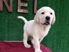 Labrador Puppy