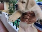 Labrador Puppy