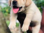 Labrador Puppy