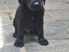 Labrador Puppy