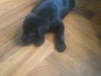 Labrador Puppy