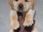 Labrador puppy