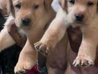 Labrador Puppy