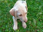 Labrador Puppy