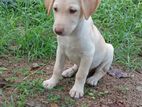 Labrador Puppy