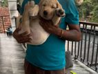 Labrador Puppy