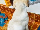 Labrador Puppy
