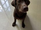 Labrador Puppy