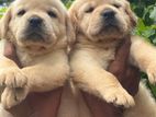 Labrador Puppy