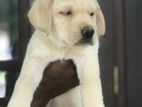 Labrador puppy