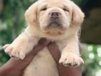 Labrador Puppy