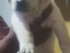 Labrador Puppy