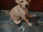 Labrador Puppy