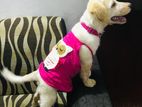 Labrador Puppy