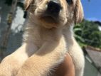 Labrador Puppy
