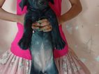 Labrador Puppy