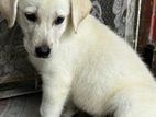Labrador Puppy