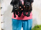 Labrador Puppy