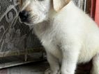 Labrador Puppy